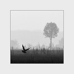 photo "***"