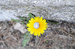 photo "HARMONY?"