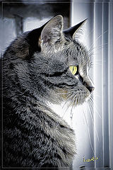 photo "***"