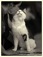 photo "***"