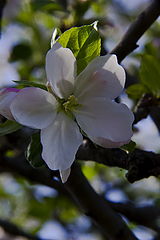 photo "***"