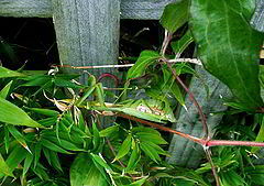 photo "Camouflaged Insect."