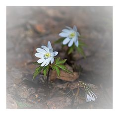 фото "Весенние танцы..."