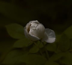 photo "***"