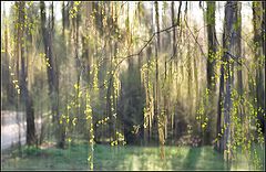 photo "birch light"