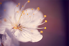 photo "Cherry blossom"