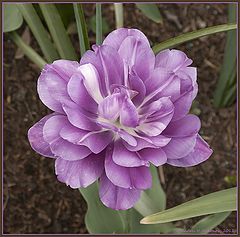 фото "Purple tulip"