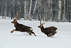 фото "Наперегонки"