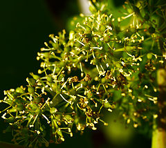 photo "***"