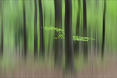 фото "Spring again"