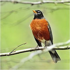 photo "Spring Robin"