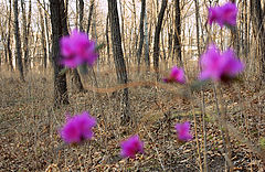 фото "Багульник."