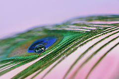 photo "***"