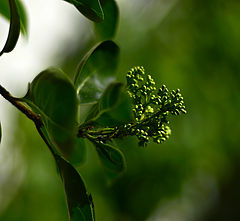 photo "***"