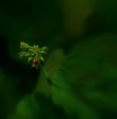 photo "***"