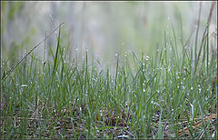 photo "spring morning"