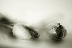 фото "tulip I"