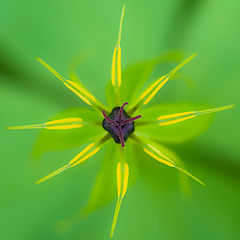 фото "Perfect Symmetry"