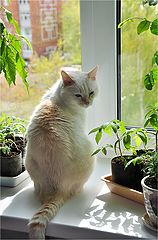 photo "***"