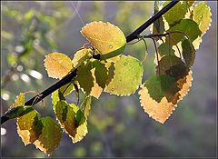 photo "spring leaves"