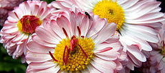 фото "Pink life"