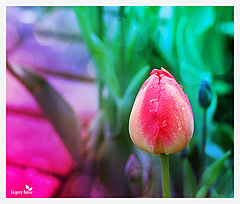photo "Тюльпан | Ботаника 2012"