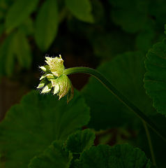 photo "***"