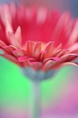 фото "Gerbera"