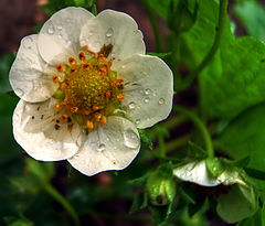 фото "Strawberry flower"