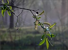 photo "flashlight Spring"
