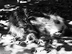 photo "***"