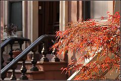 photo "Streets of Brooklyn - Park Slope"