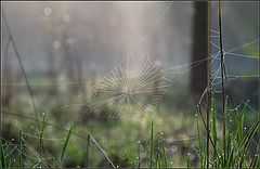 photo "spring web"