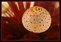 photo "Eye of the sea urchin"