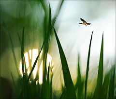 фото "Sunset"