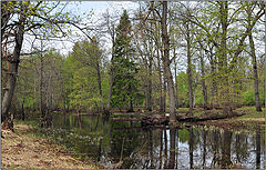 фото "Весенний лес"