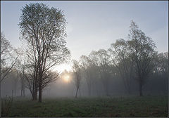 photo "misty Morning"