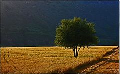 фото "One Tree Hill"