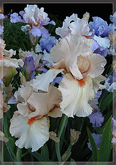 photo "Iris "Marachino""