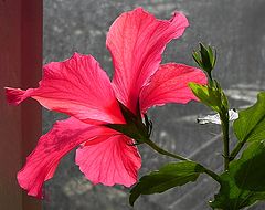 photo "***"