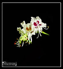 photo "***"