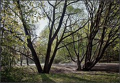 photo "spring park"