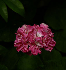 photo "***"