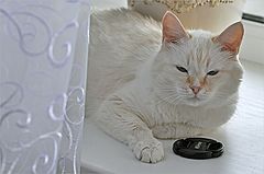 photo "***"