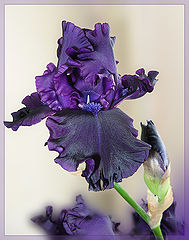 photo "Happy Birthday Mircea!"