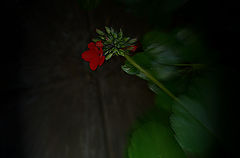 photo "***"