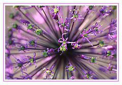 photo "***"