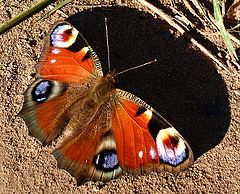 photo "butterfly"