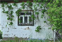 фото "Девичий виноград"