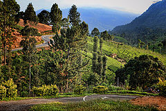 фото "Road to Nuwara Eliya"